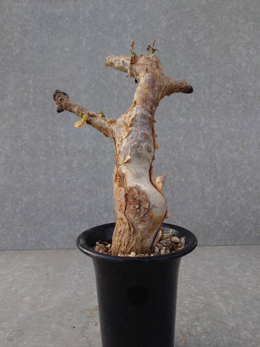 発根株】コミフォラ グイドッティ/①