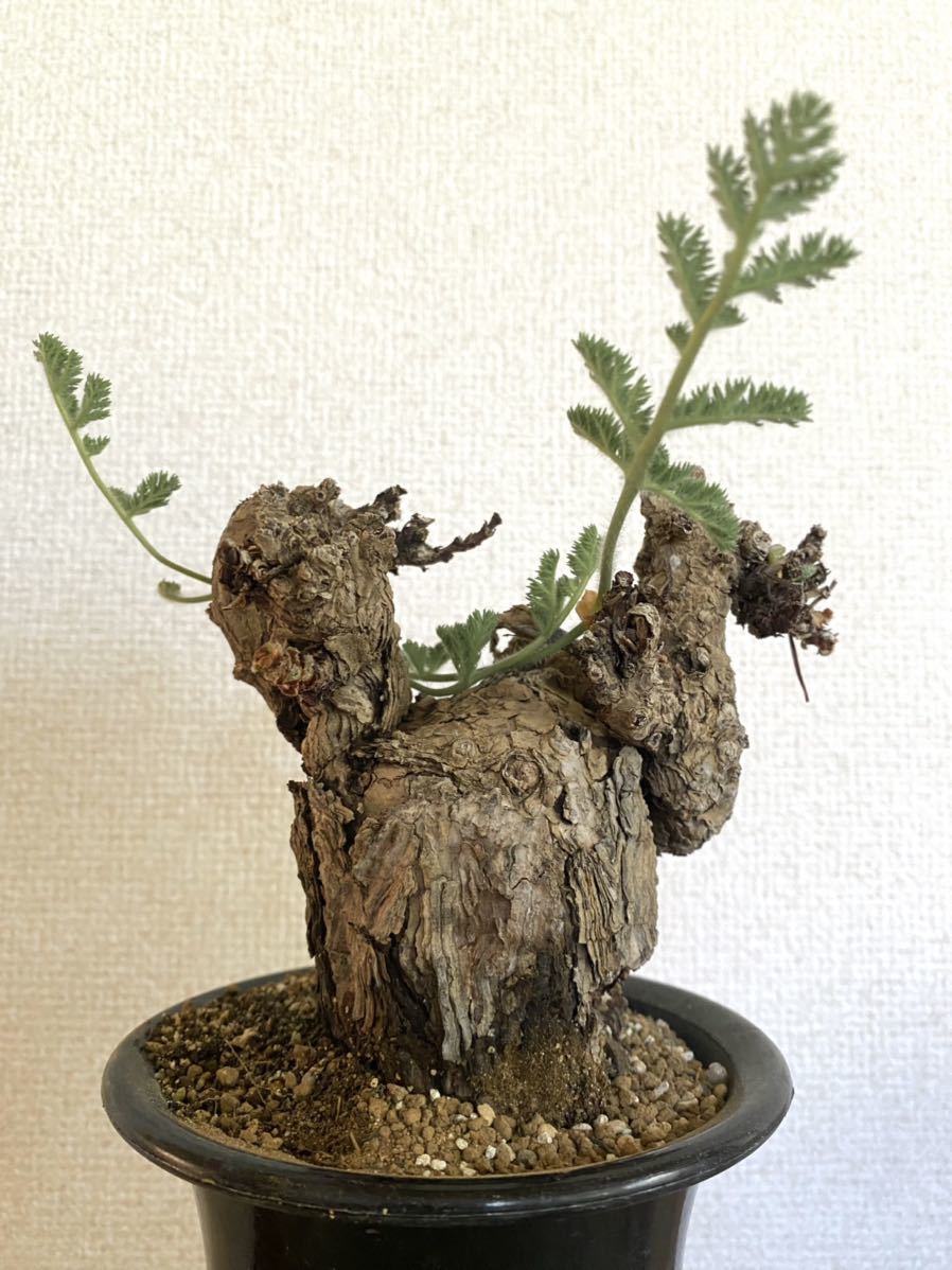 発根済み ペラルゴニウム トリステ Pelargonium triste ペラルゴニウム