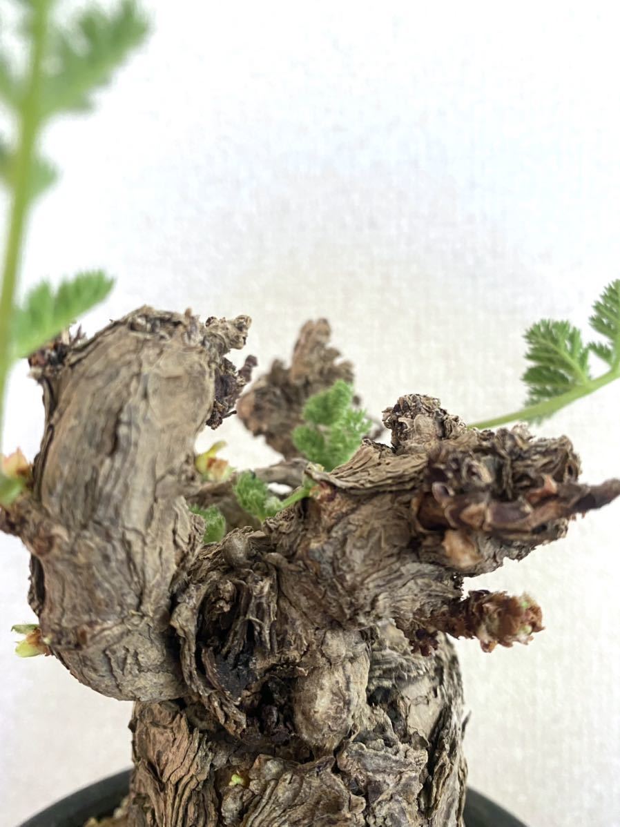 発根済み ペラルゴニウム トリステ Pelargonium triste ペラルゴニウム