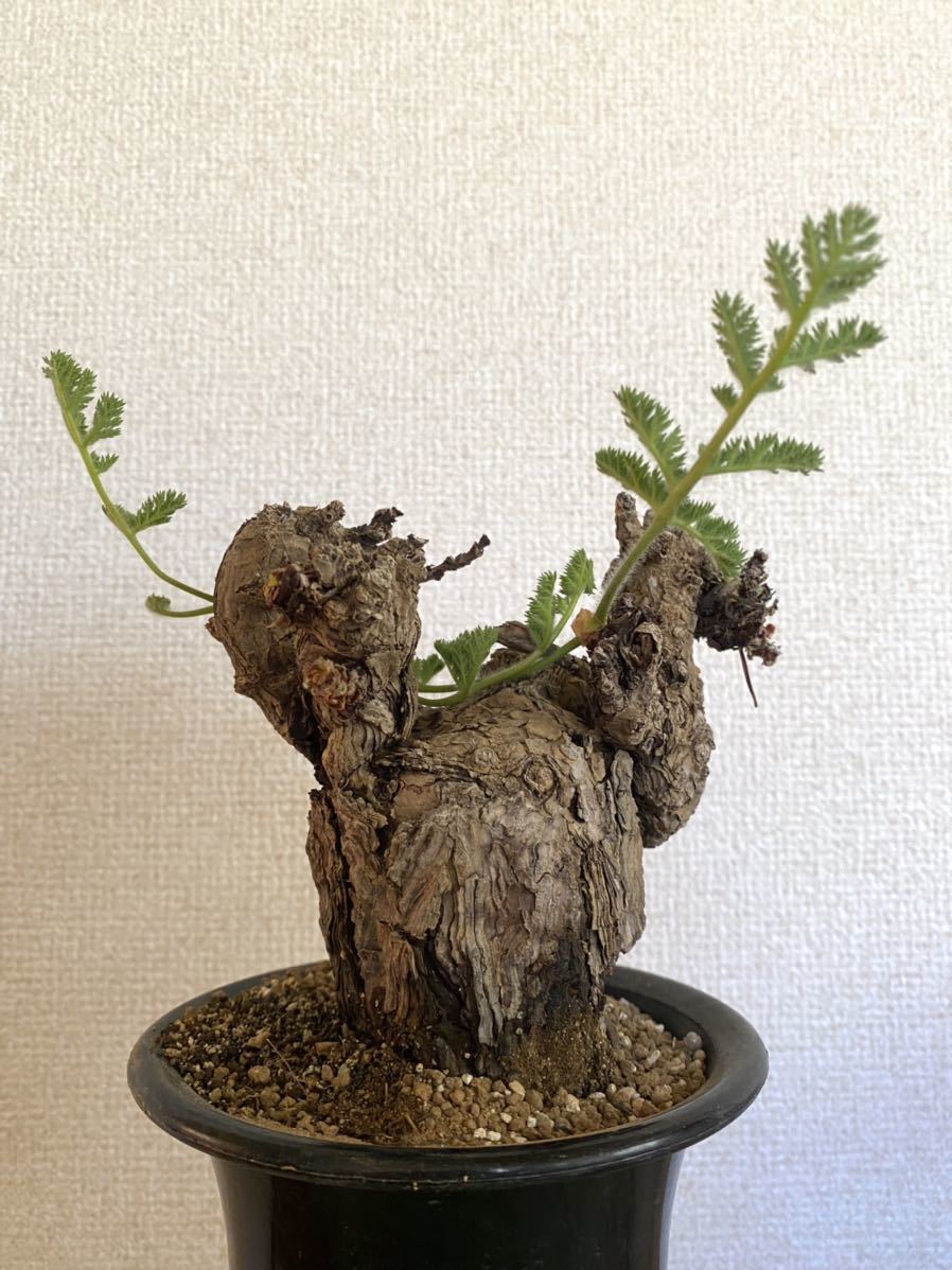 発根済み ペラルゴニウム トリステ Pelargonium triste ペラルゴニウム