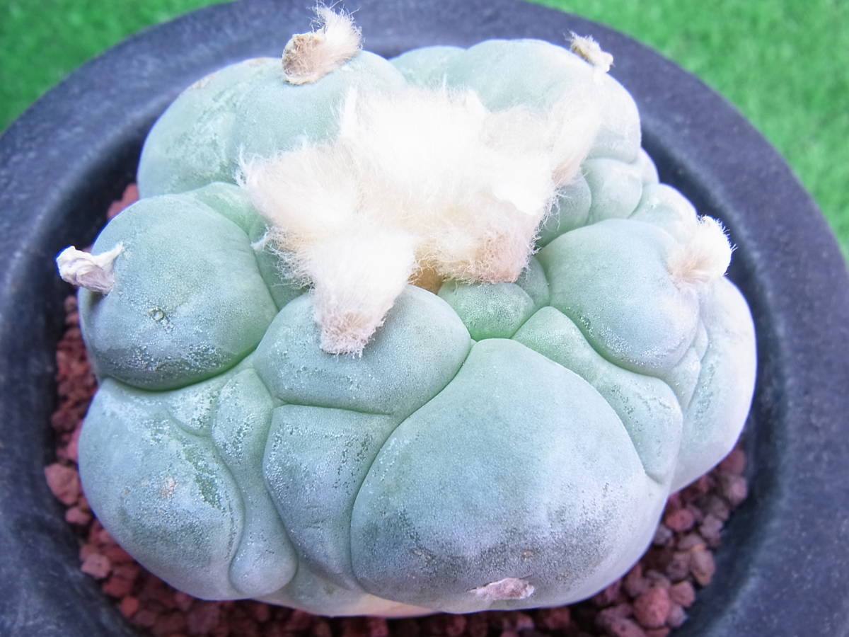 大疣銀冠玉 | ロフォフォラ Cactus Green Lophophora サボテン 銀 