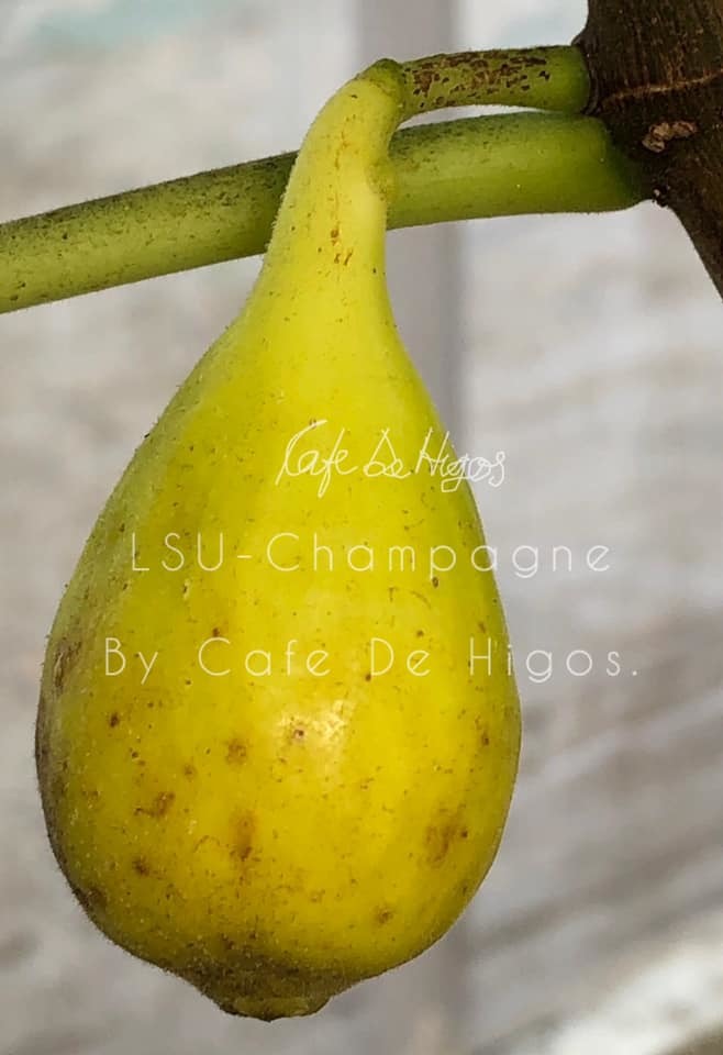 イチジク苗 LSUシャンパーニュ 取り木苗 イチジクの良苗。LSU