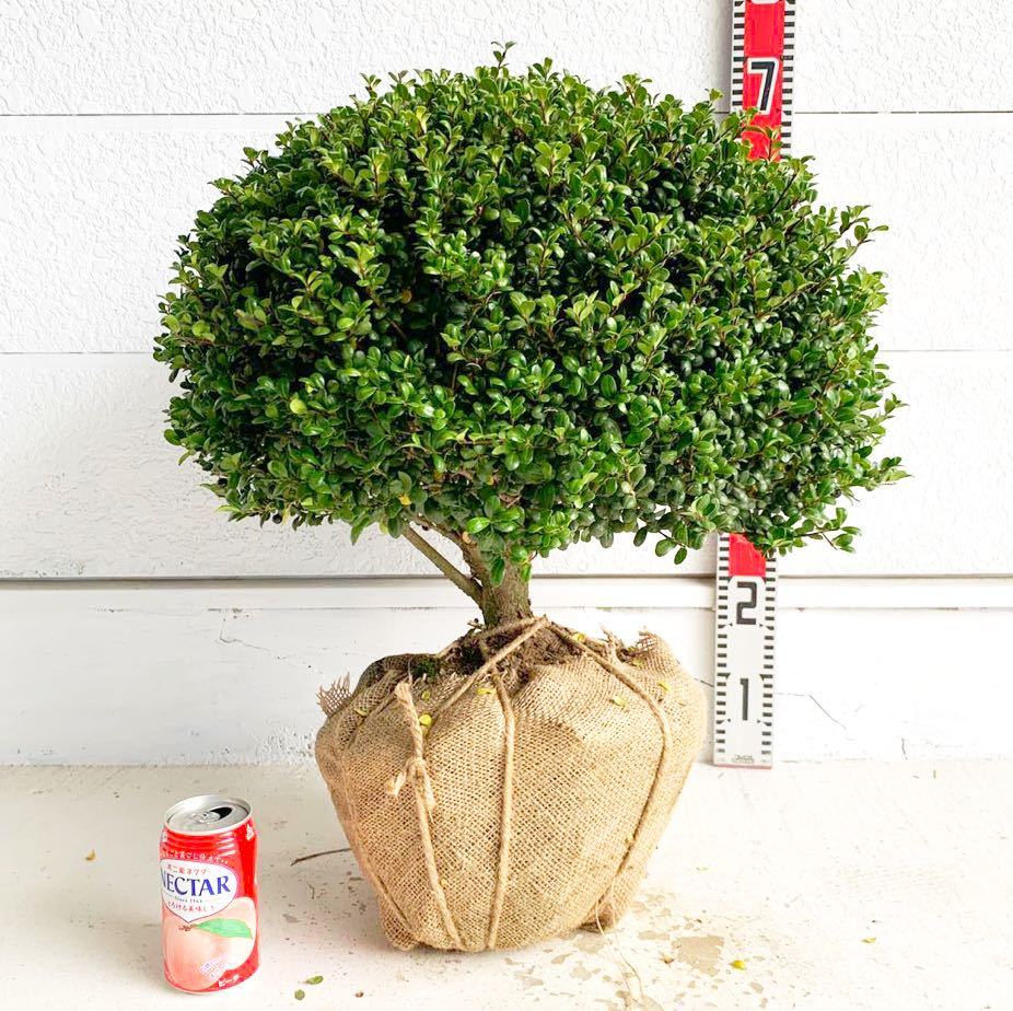 マメツゲ 約50cm 根巻 豆黄楊/トピアリー/玉柘植/柘植/玉仕立て/植木/庭木/生垣/垣根/目隠し 606006(植木、庭木)|売買された ...