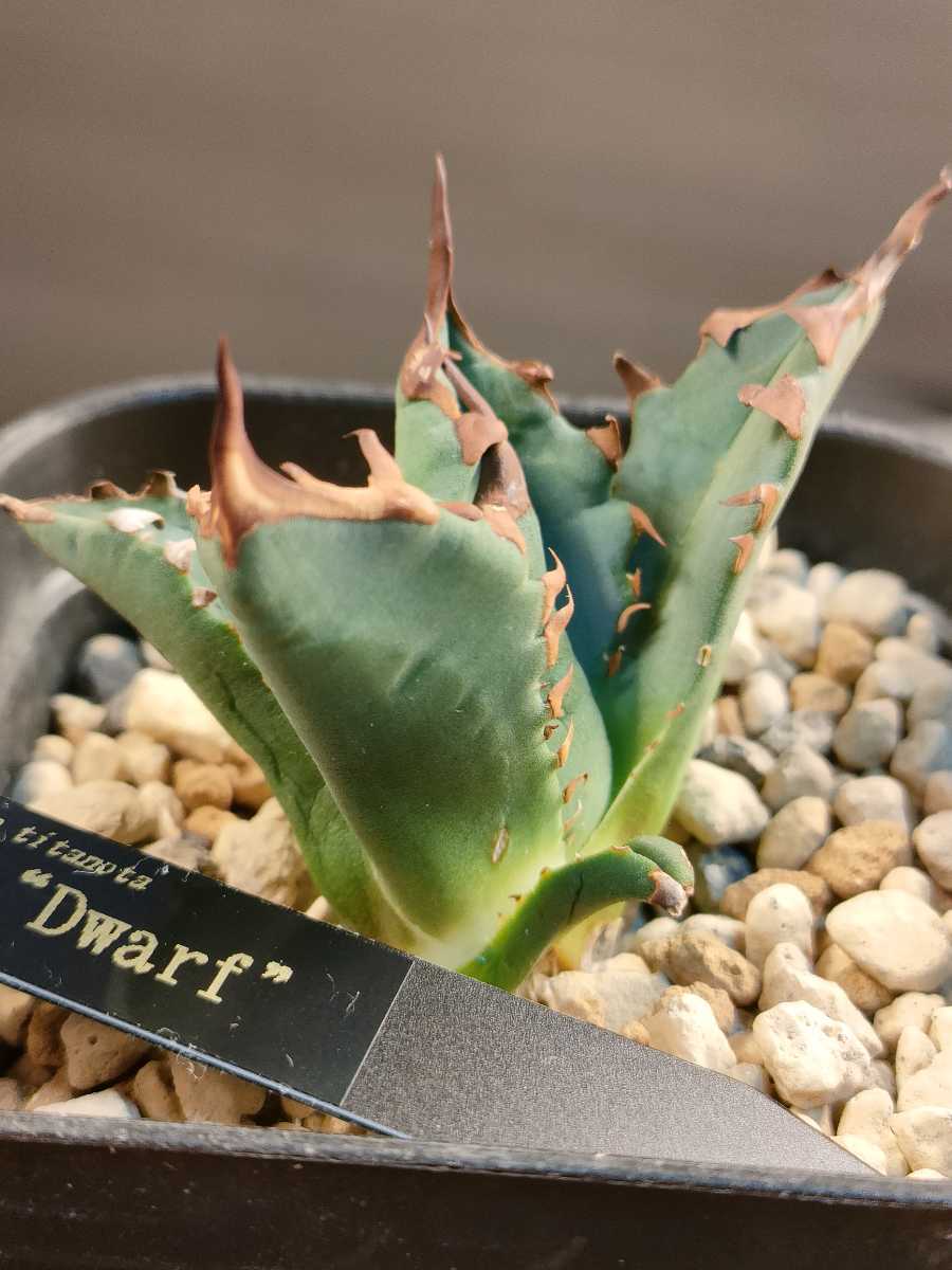 hiiro】アガベ 姫厳竜 陽炎 デブ ドワーフ 子株 agave titanota（検 