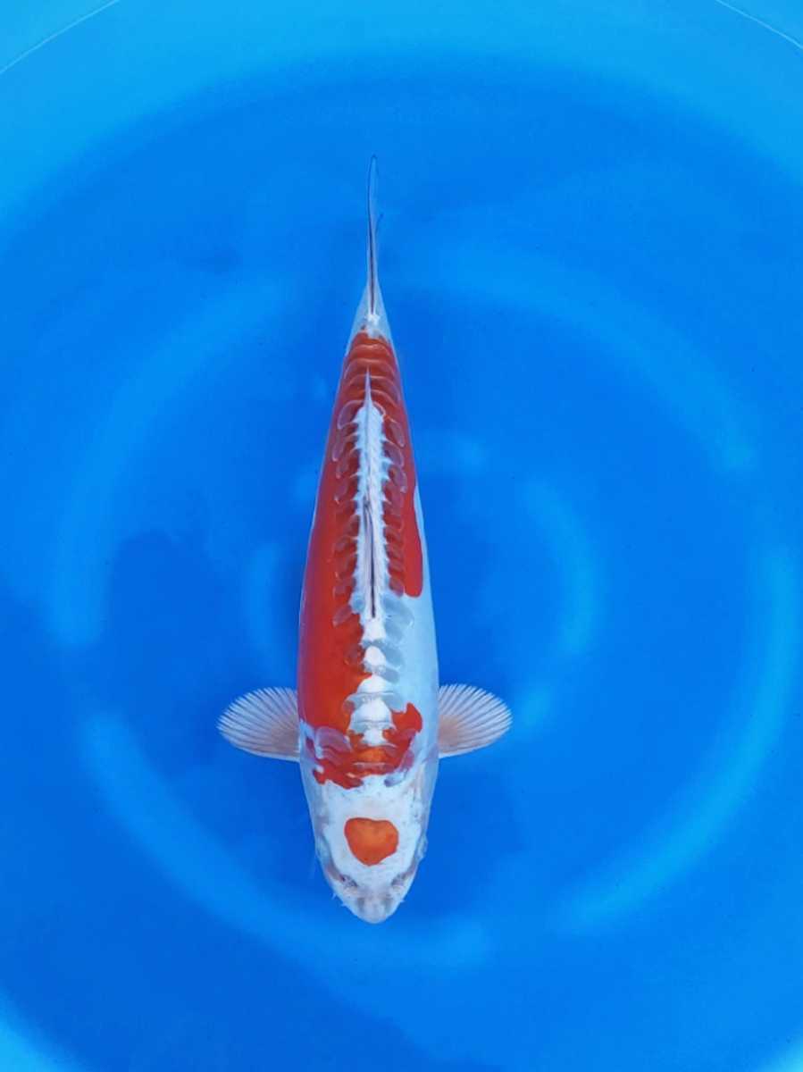 ドイツ 鯉（観賞魚｜熱帯魚・アクアリウム）：ペット ドイツ鯉の通販 