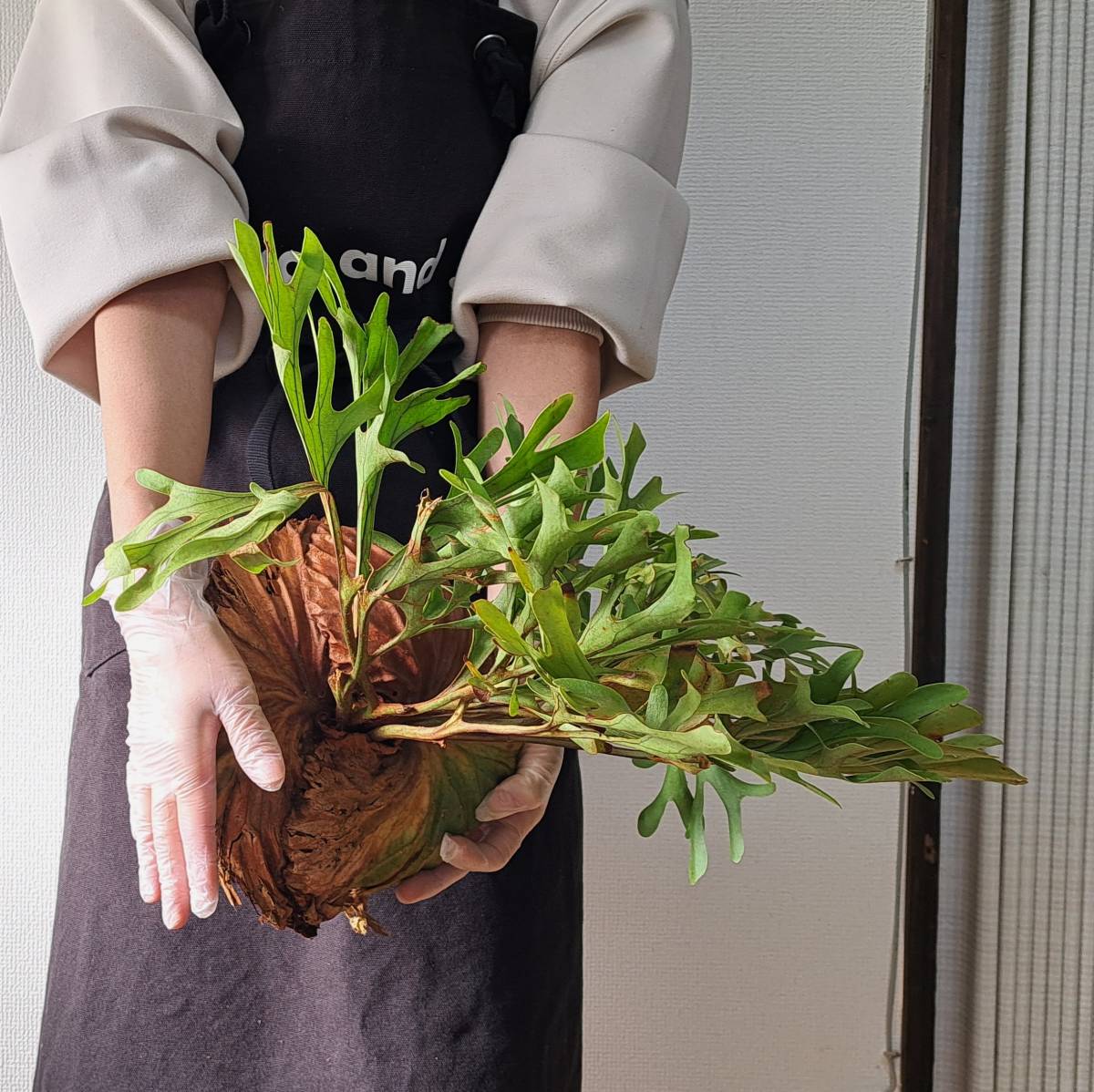 ☆1円スタート☆29+ ビカクシダ 植物☆Platycerium ridleyi (プラティ 