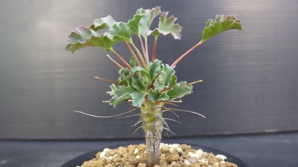 多肉植物 モンソニア (サルコカウロン) クラシカウレ 珍しい国内実生苗