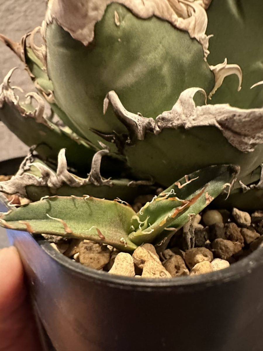 アガベ チタノタ lize シーザー 子株 【公式通販】