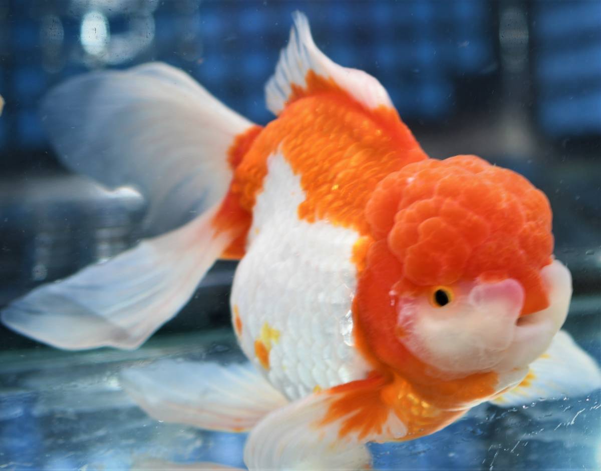 K8【銀】☆中部産更紗オランダ獅子頭・3歳・18，0cm・雌 《沖縄及び