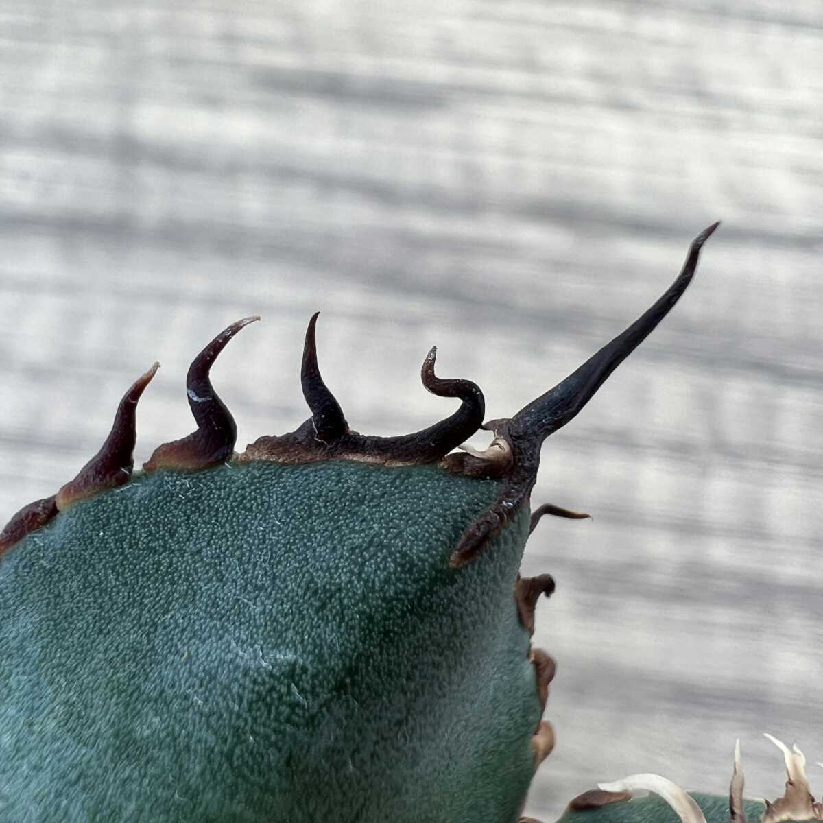 2極上強棘中株 アガベ チタノタ 牡丹葉白鯨 せこく 陽炎狂刺 大 