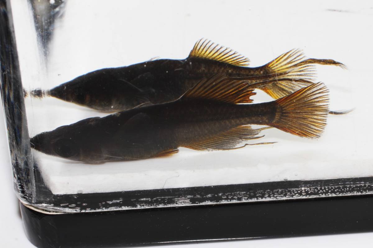 ★くらすめだか★タキシードメダカ　極上　１ペア　No2　栗原養魚場発　