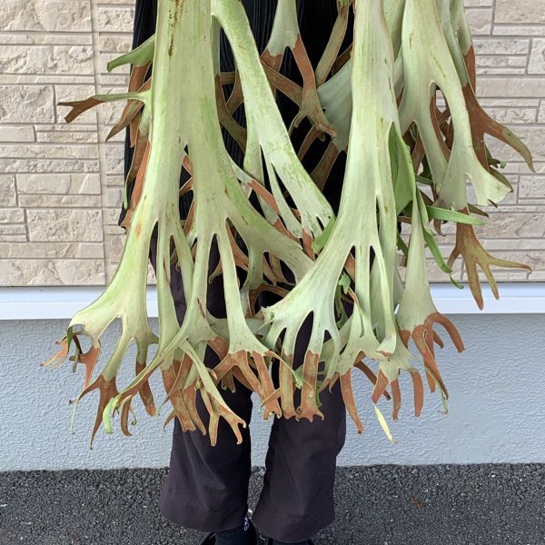 ウィリンキーロール1