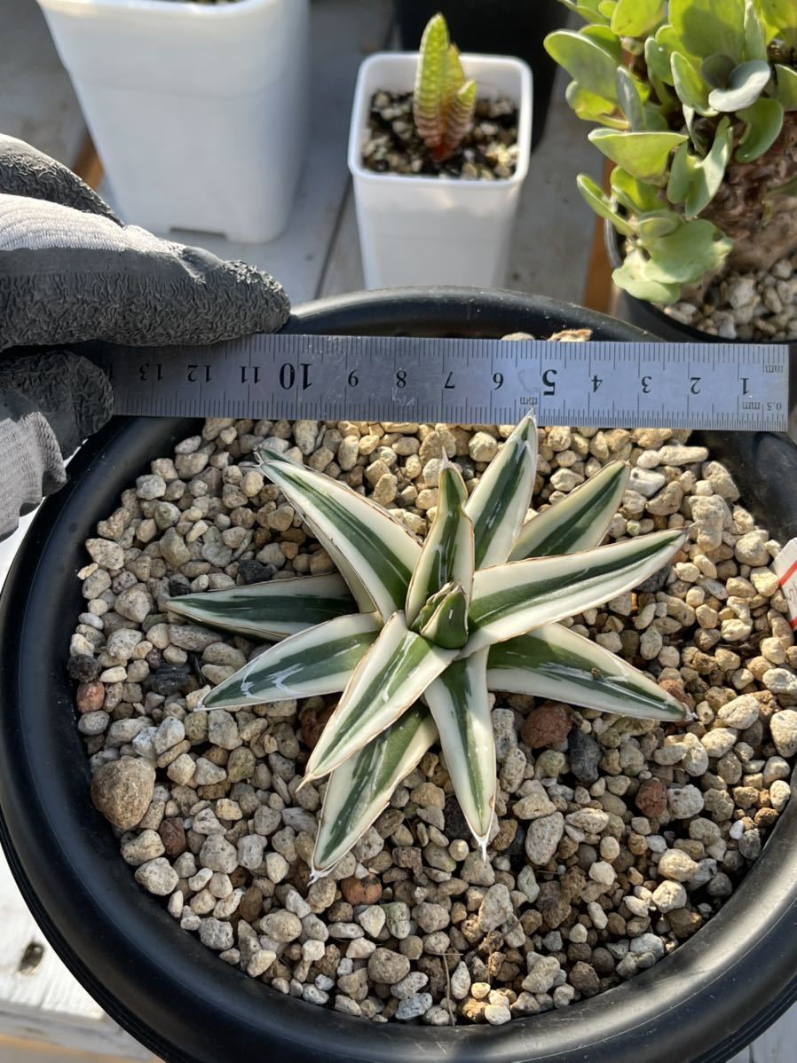 多肉植物アガべ氷山極上大株 【公式通販】