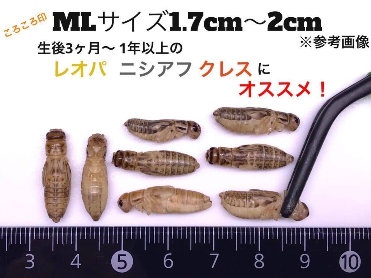 【高品質，最新作】 冷凍イエコML約660匹220g冷凍コオロギ(エサ)｜売買されたオークション情報、yahooの商品情報をアーカイブ公開 - オークファン エサ