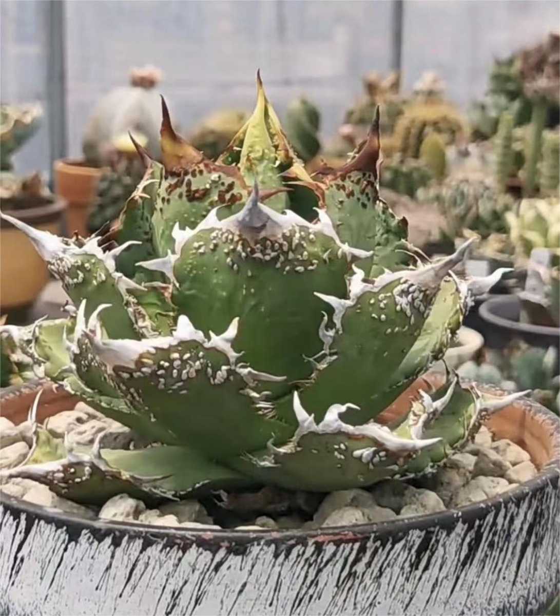アガベ麻花龍 子株 あにー アガベ 麻花龍 子株 真麻花龍 Agave
