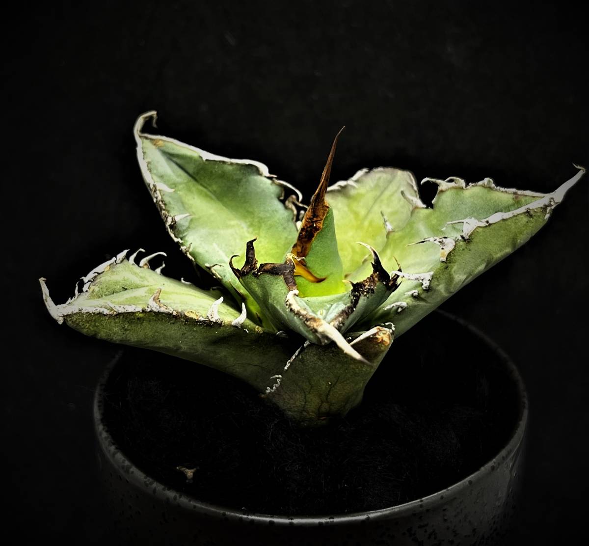 アガベ チタノタ 蟹 titanota agave 公式通販 - Yahoo!オークション 逆