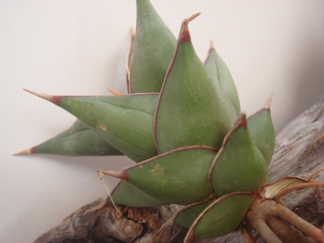多肉植物 ハオルシア 裏般若錦極上斑 【定番人気，SALE】 【公式通販】