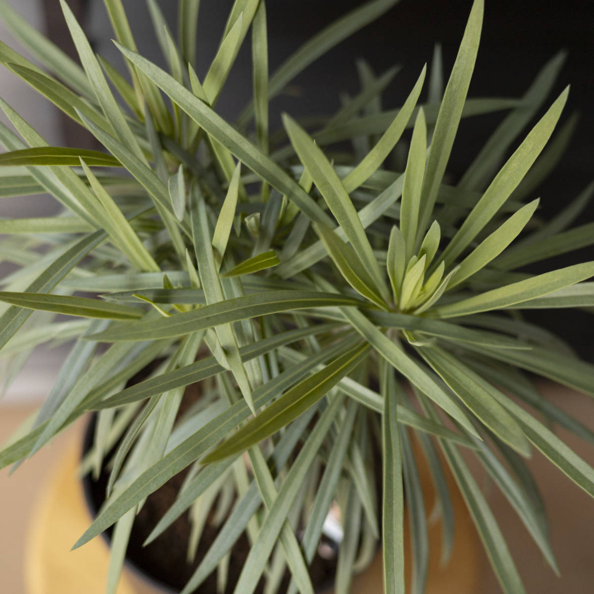 セネシオ クレイニア モンキーツリー 観葉植物 7号 約100センチ