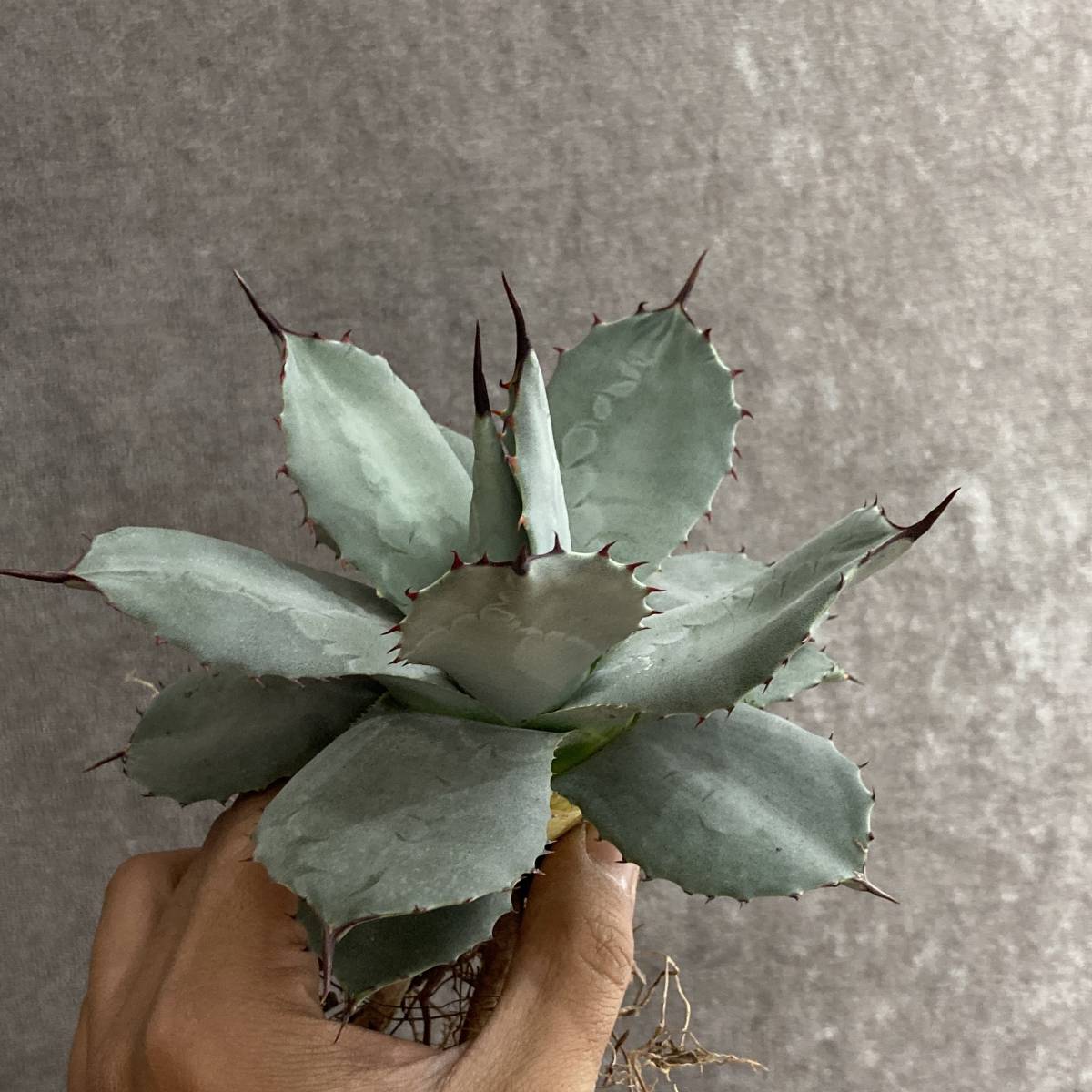 観葉植物 特選株！！アガベ 吉祥天！！大株！！