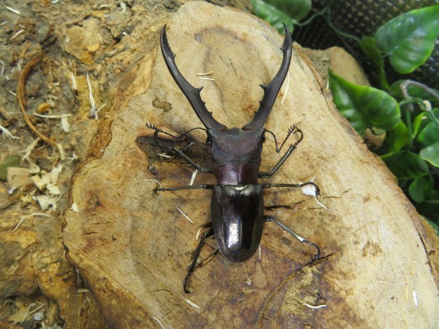 NO29 メタリフェルホソアカクワガタ ♂60ミリ♀23ミリ・(ペレン)ブルー