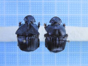 ダイコクコガネのYahoo!オークション(旧ヤフオク!)の相場・価格を見る