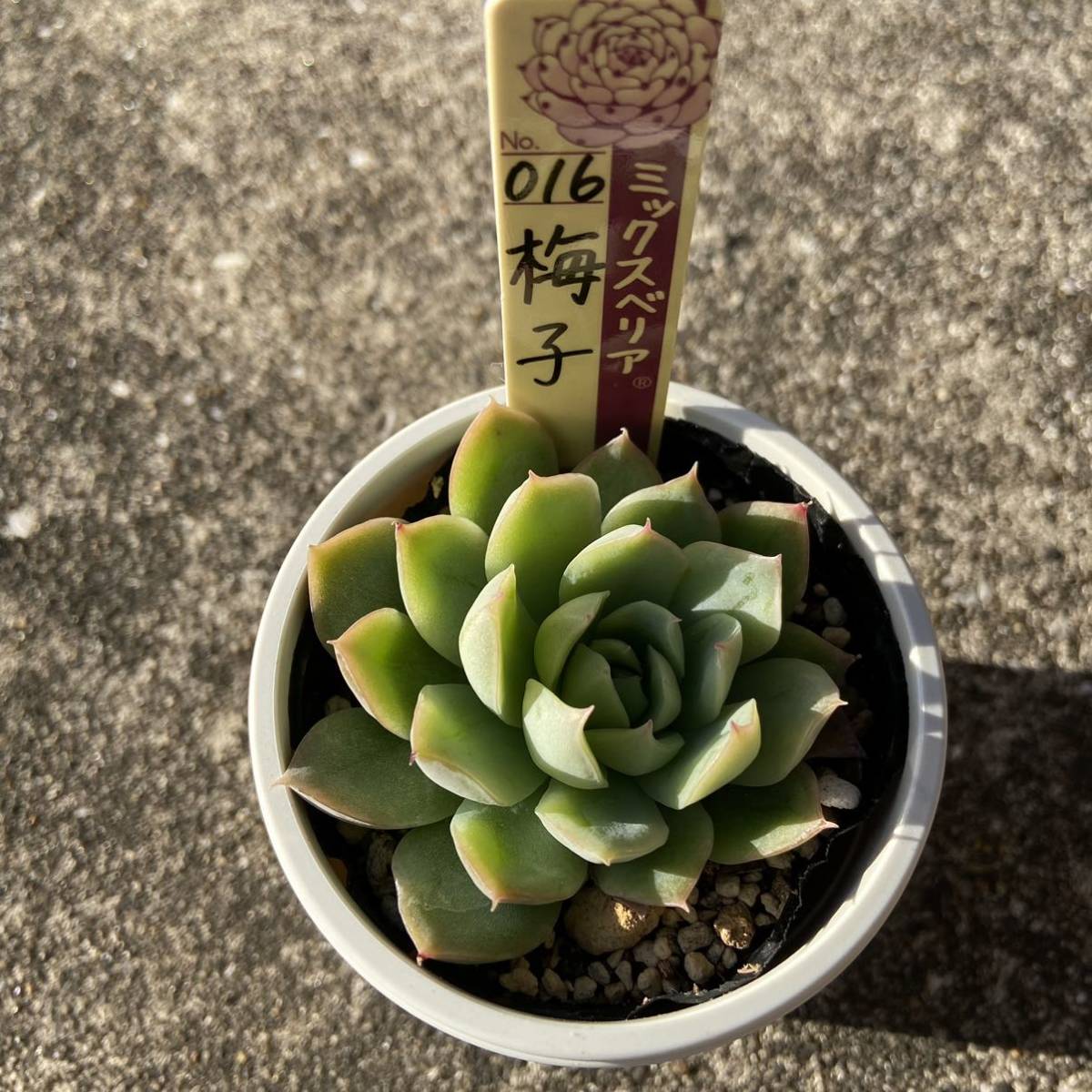 j1058563181.1