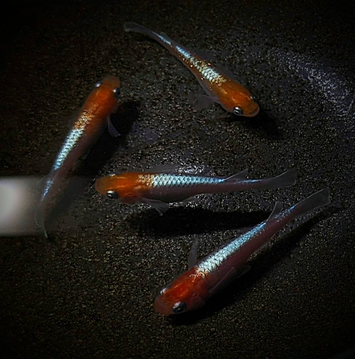 ★極寿稚魚★ 最高級 寿めだかの稚魚 10匹 4セット【検索用】　寿メダカ アマテラス 天照 天寿 鱗光紅白 紅白体外光