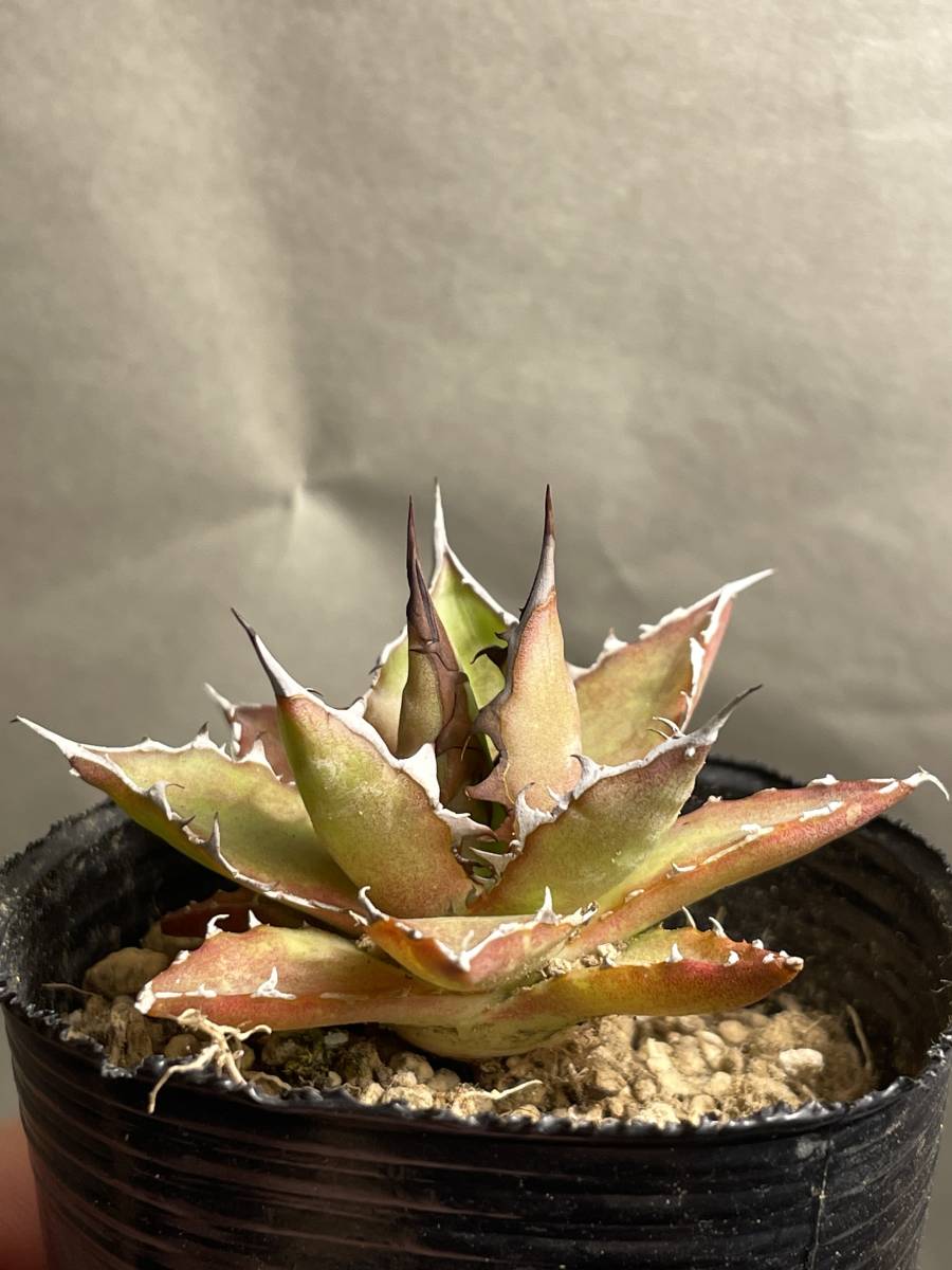 特選株】アガベ ホリダ 実生選抜 NO.21H