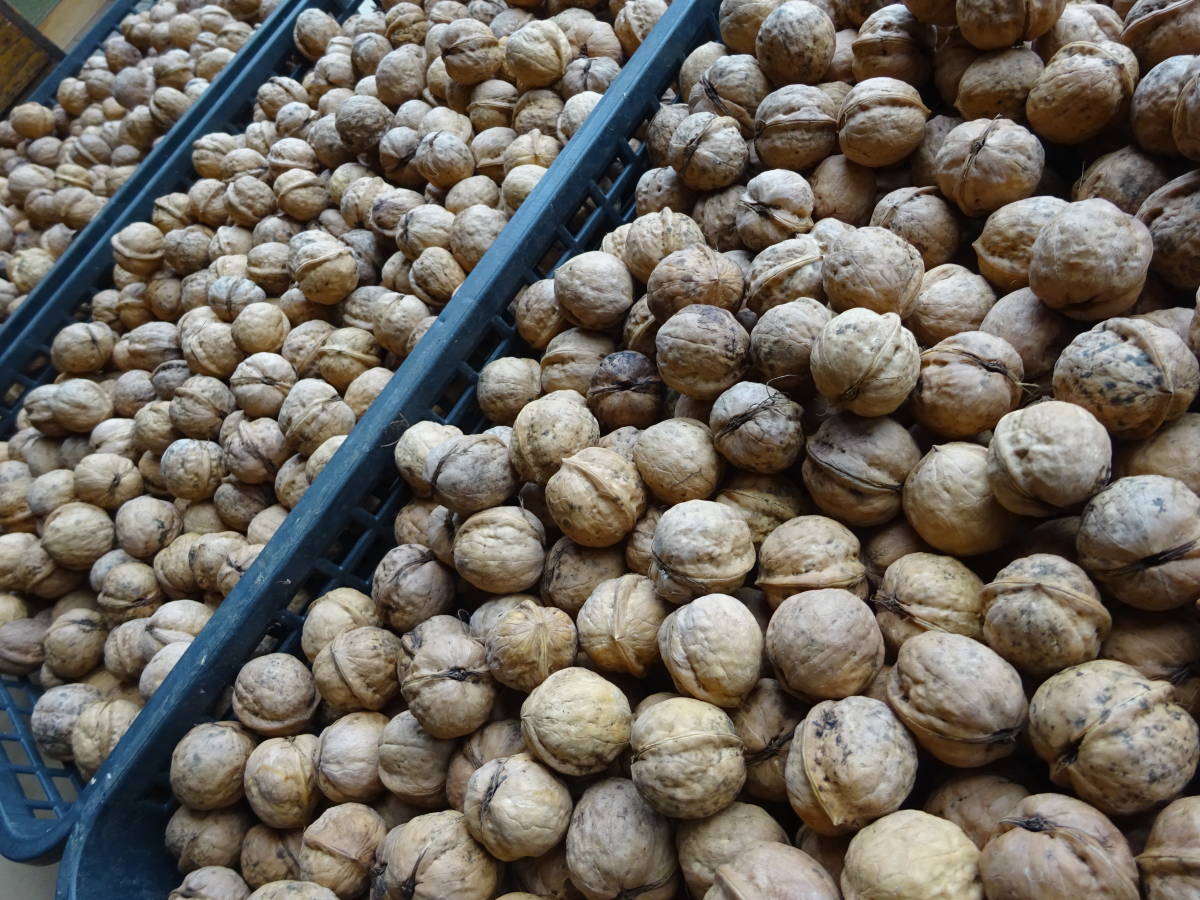 クルミ 殻の値段と価格推移は 118件の売買情報を集計したクルミ 殻の価格や価値の推移データを公開 クルミ 殻の値段と価格推移は 118件の売買情報を集計したクルミ 殻の価格や価値の推移データを公開