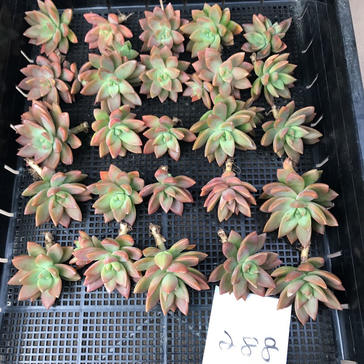 1223ED236-288韓国多肉植物 エケベリア Pudding25個