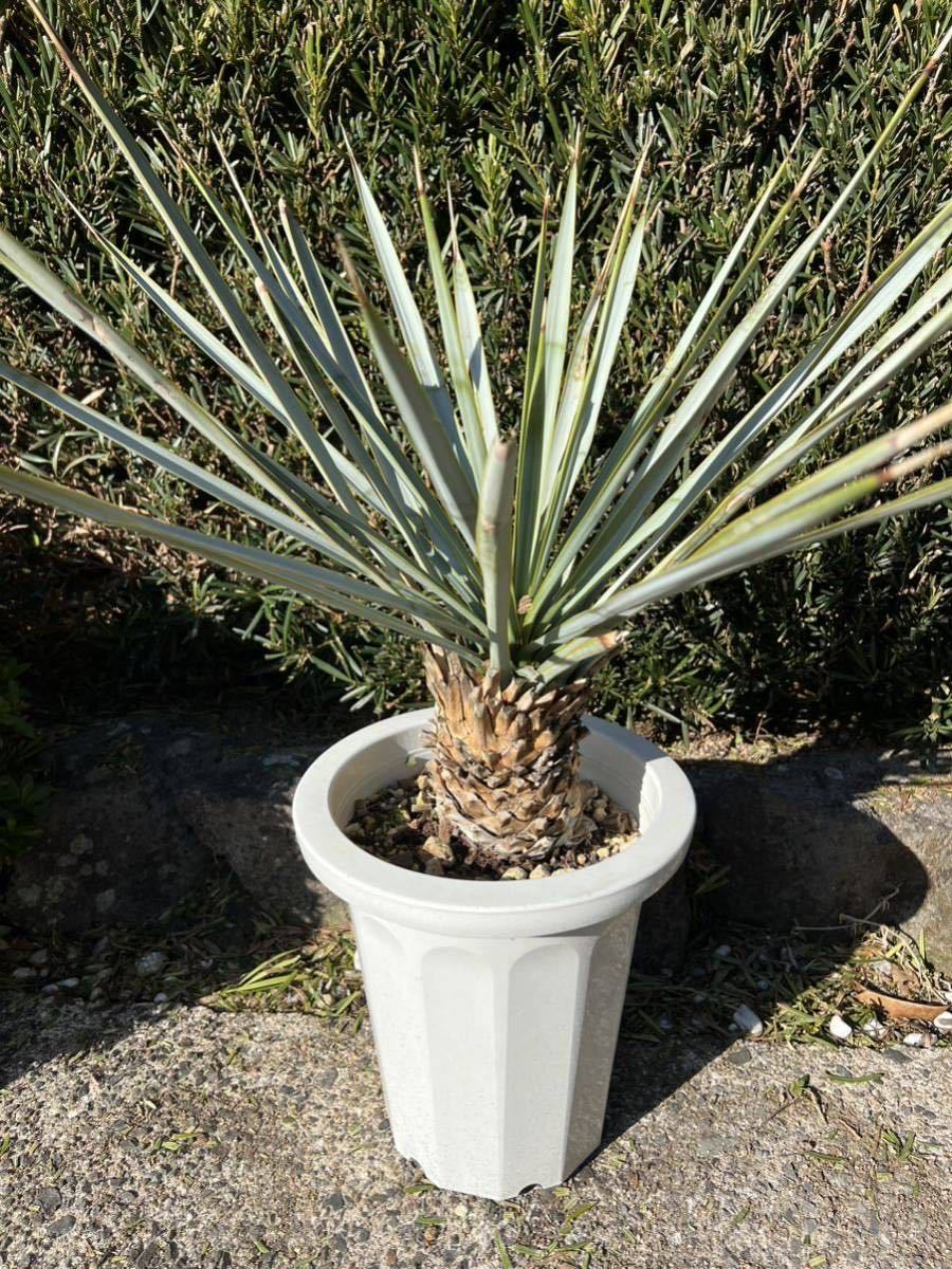 シルバー 発根 ブルーユッカ ユッカ リギダ Yucca rigida レア ドライ