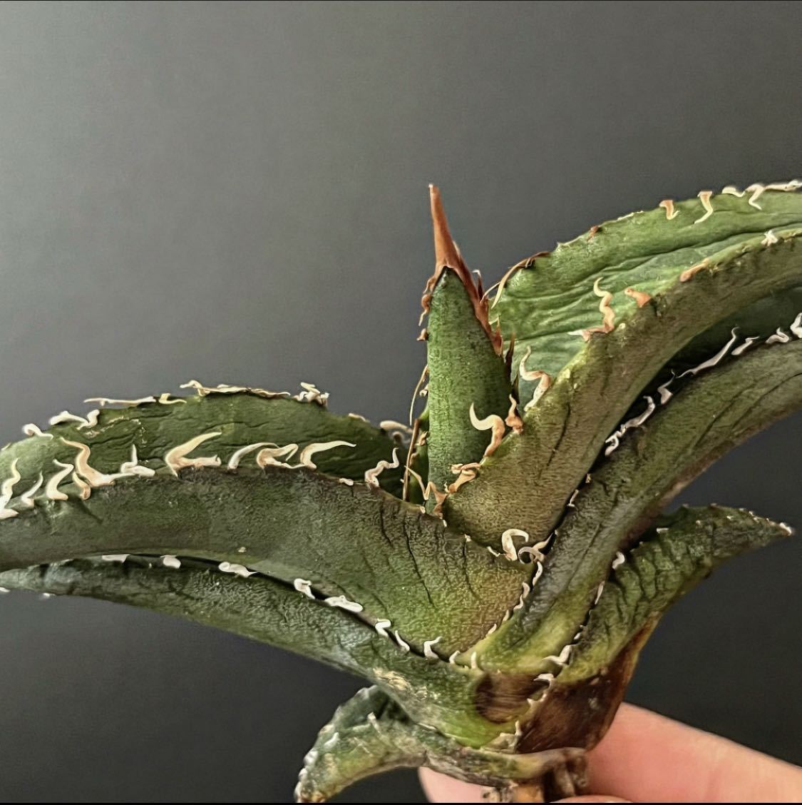 hp 109 オアハカオテロイ実生 アガベ オテロイ (チタノタ) osp育成株