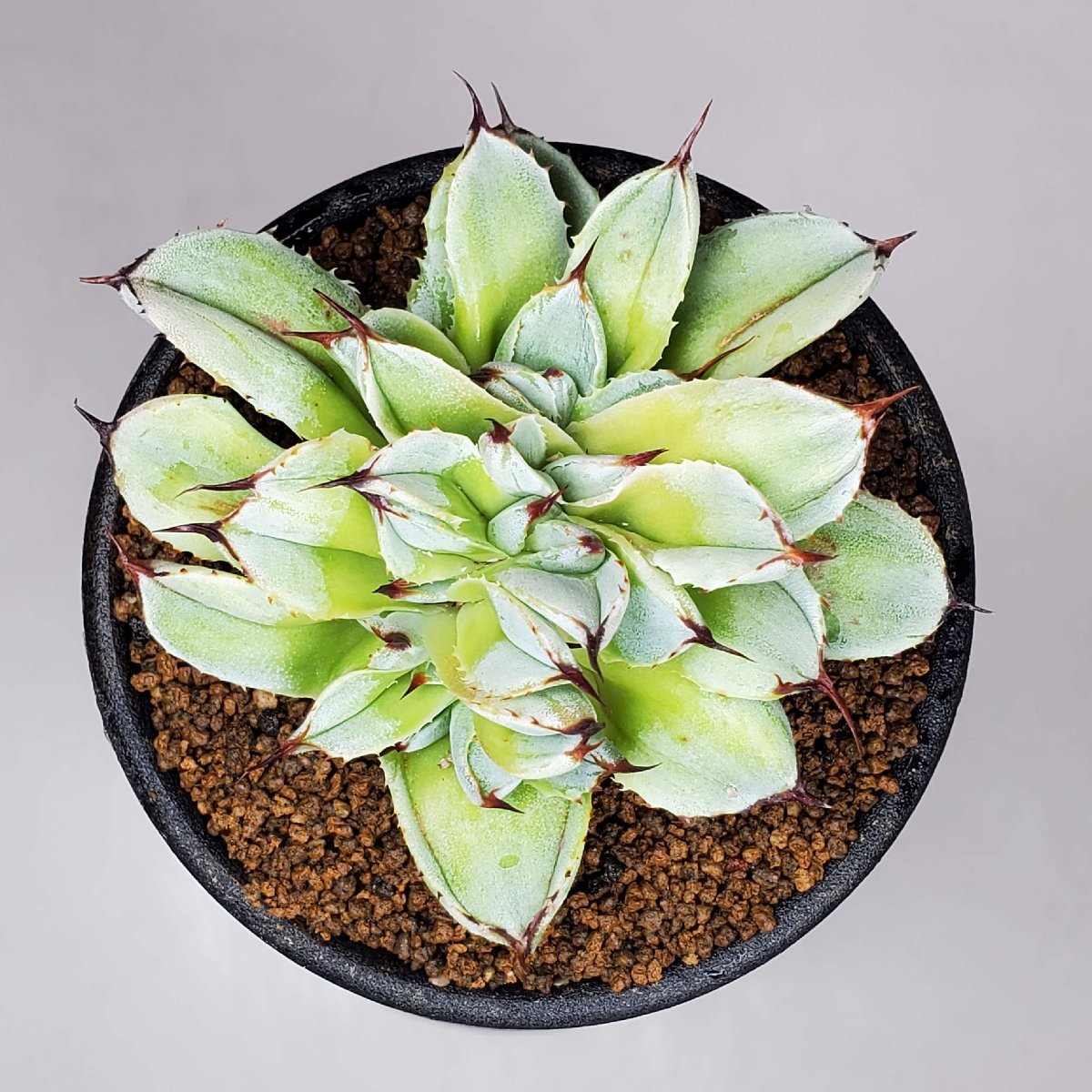 観葉植物 アガベ ベッドオブネイルズ