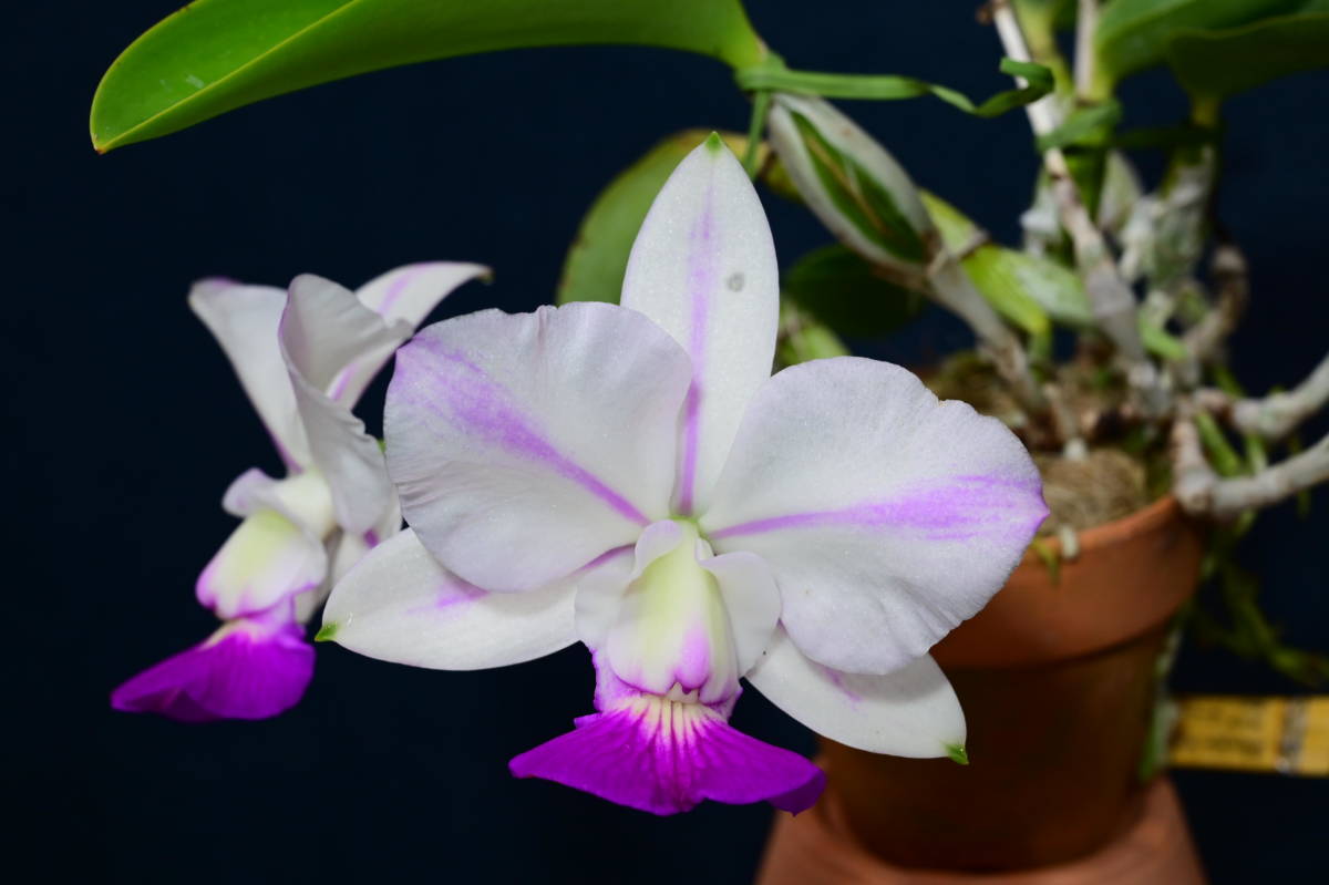 F37 C. walkeriana semi-alba 'JH15-3' ('Takenaka' AM/JOS x 'Tokyo