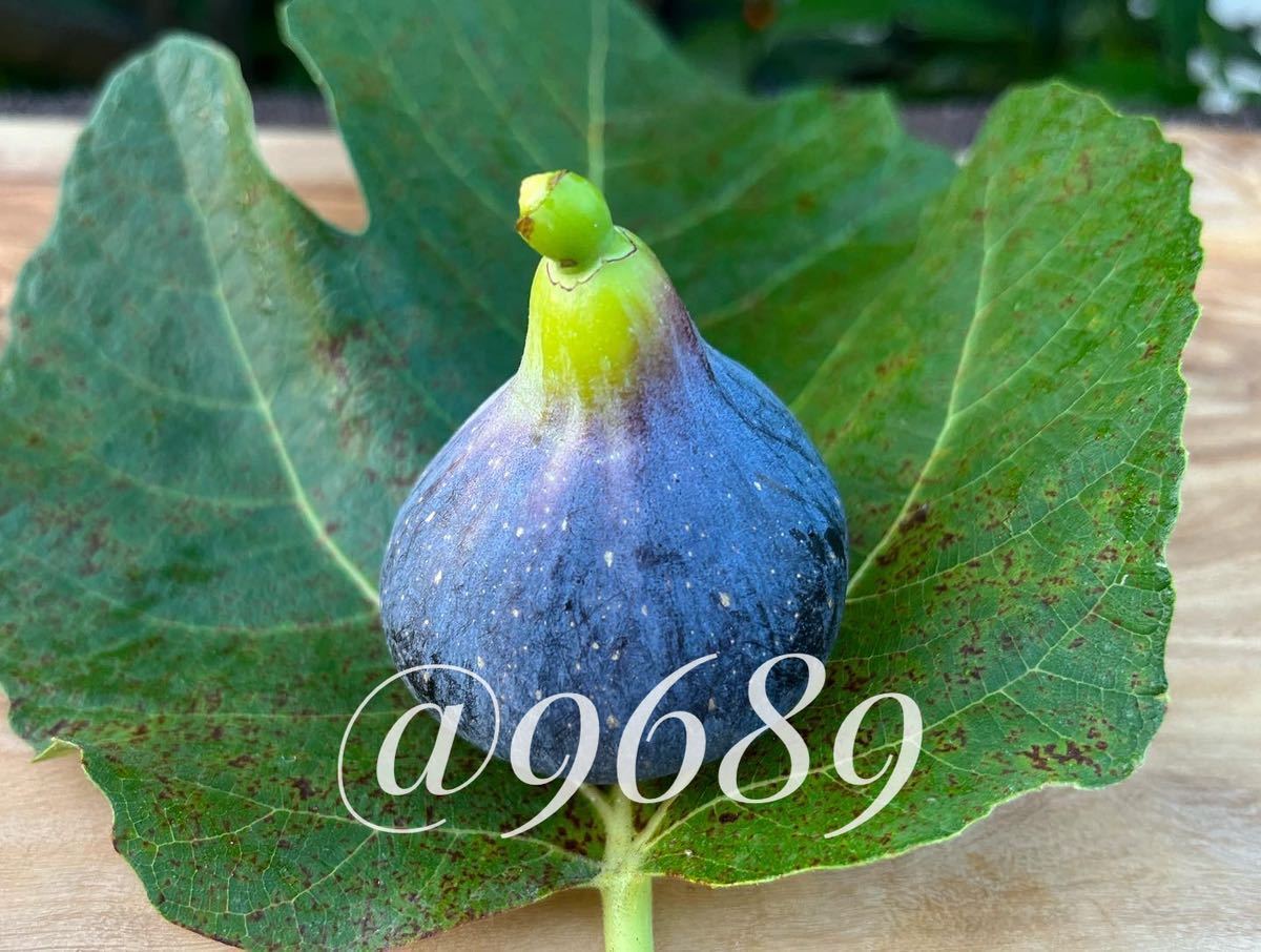 イチジク穂木 Strawberry verte No.2 1本 無花果 挿し穂 挿し木 