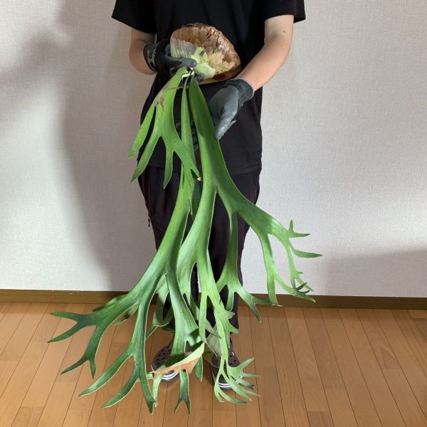 Y1127 Platycerium willinckii WILD (プラティケリウム・ウィリンキー