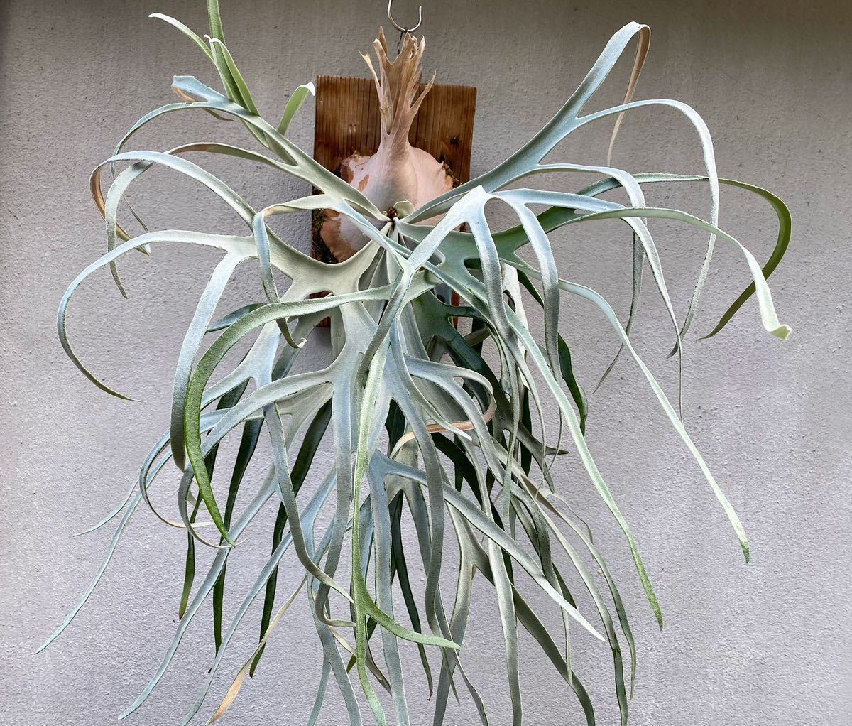 ビカクシダ P. veitchii コウモリラン 