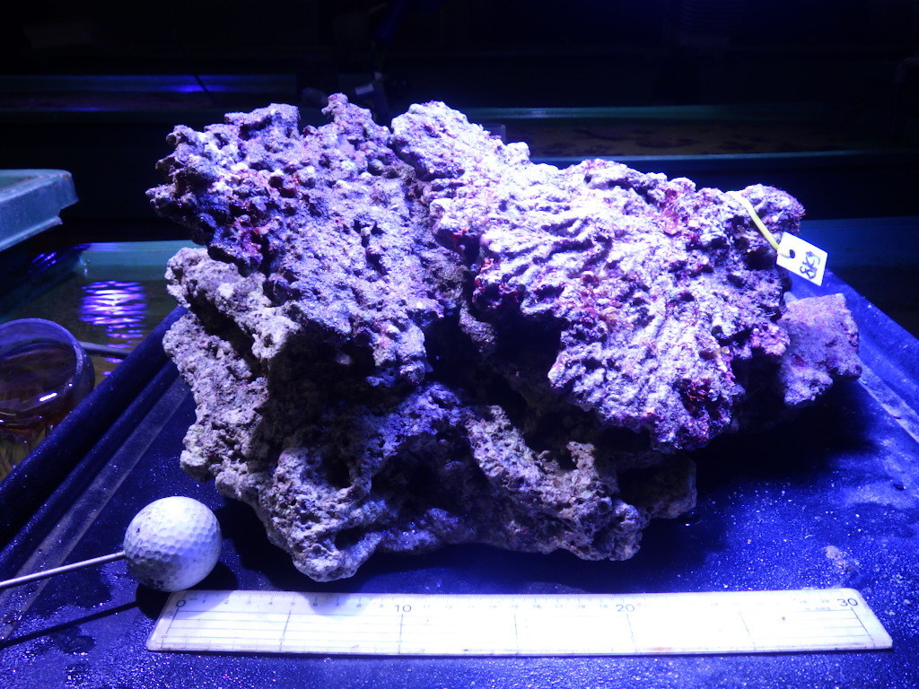 kainazzo 特価ライブロックビッグサイズ-VII 5.7kg kainazzo 特選