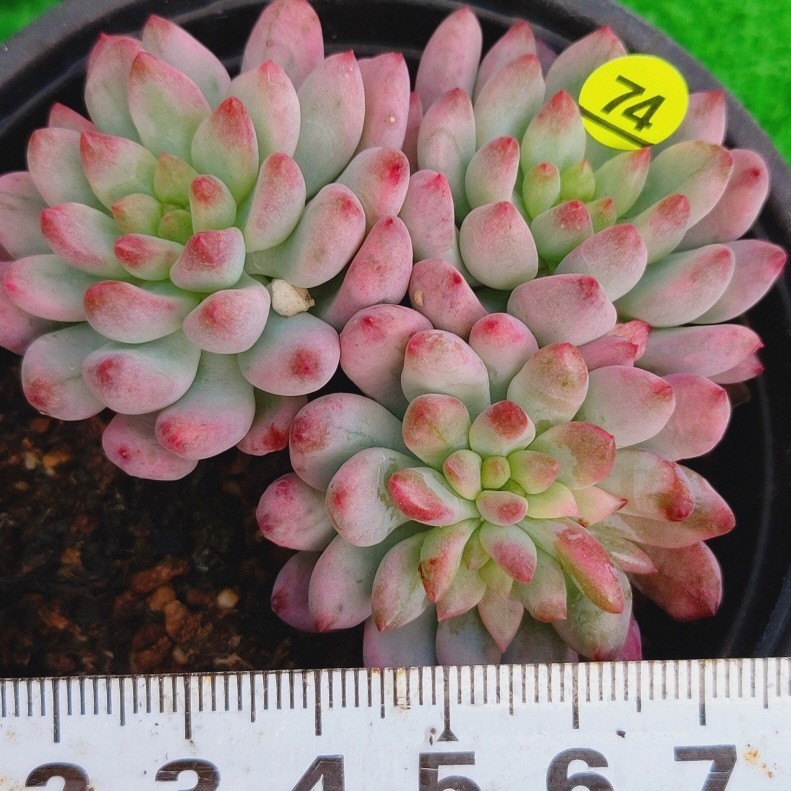 0121-Y574 Blue Elf(錦) エケベリア 多肉植物 韓国苗