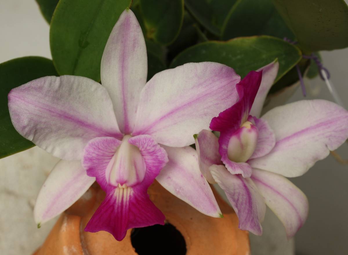 洋蘭 原種 カトレア C.walkeriana f.flamea 'Tokutsu' GM/JOGA 1st MC