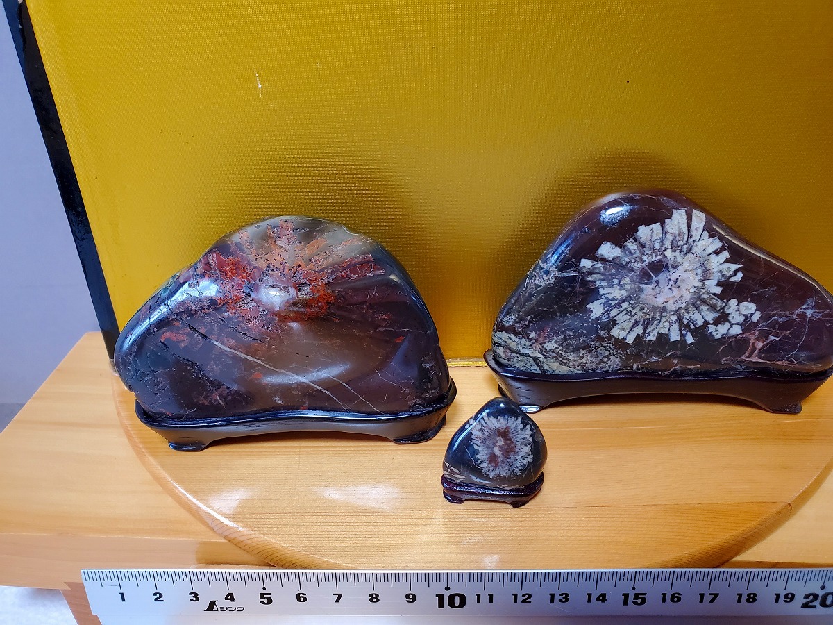 菊花石 根尾谷 鑑賞石