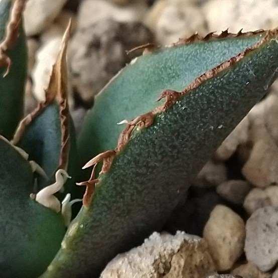 F6400極上SS級狂棘！！超希少 チタノタ極上強棘選抜！ アガベ 【F3341