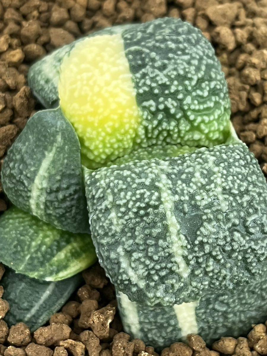 ガステリア 臥牛錦 特パール