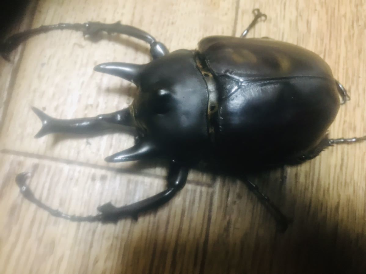 アクティオンゾウカブト(レックスゾウカブト♂104mm