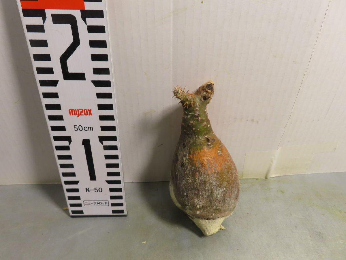 ケ2747 「現地」パキポディウム グラキリス S 抜き苗【塊根植物・gracilius・根切り画像要確認・そろそろ植えます】