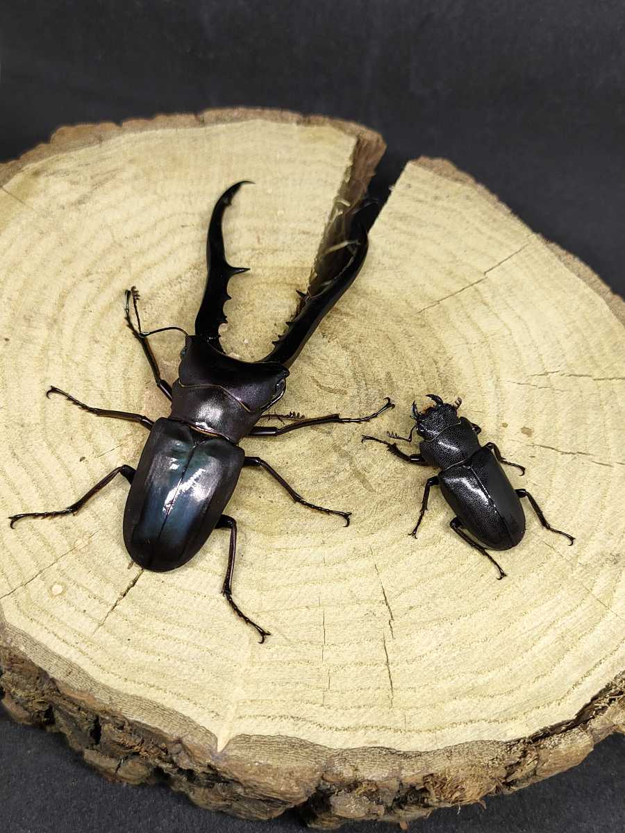 メタリフェル 80mmペア　パープルブルー系 ペレン♂1♀1　 メタリフェルホソアカクワガタ