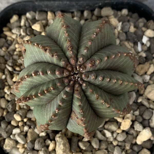 【B1277】【選抜株】ユーフォルビア オベサ Euphorbia obesa ( 検索 アガベ 塊根植物 パキポディウム 多肉植物 )