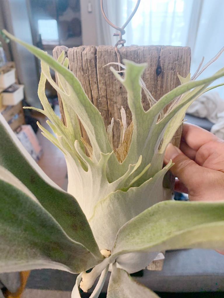 ビカクシダ ベイチー リミテッド スペシャル セカンド エディション