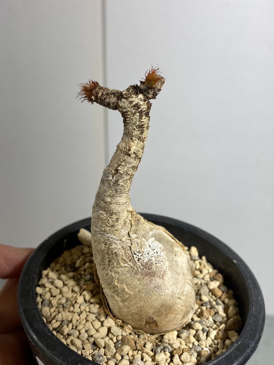 コ666 「現地株」ユーフォルビア ラメナ 植え【Euphorbia ramena・多肉