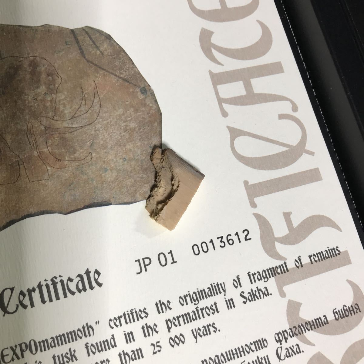 愛知万博 EXPO 2005 AICHI JAPAN mammoth マンモス 牙 証明書カードの